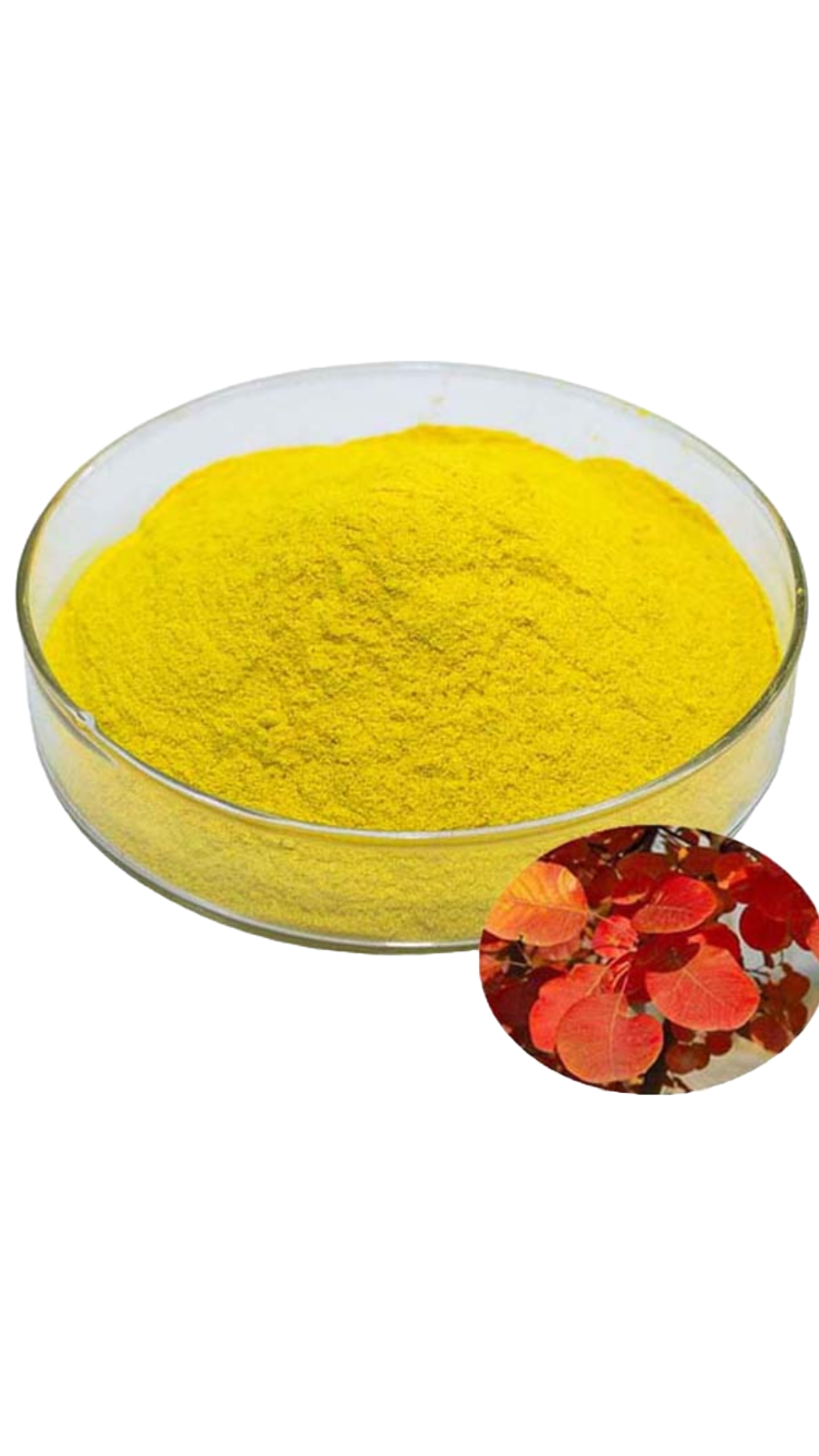 Bowl of high purity fisetin powder contained in Peak Bio-Tech Pure Fisetin supplement for longevity and senolytic benefits.